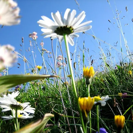 هاوس فيورشتاين * هيتيساو