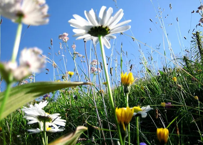 Haus Feurstein * Hittisau
